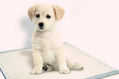 Non-tissé pour couches pour animaux