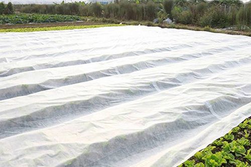 Non-tissé pour l'agriculture
